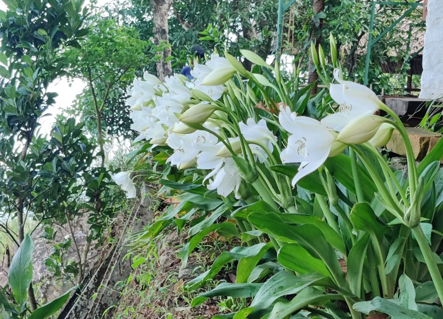 Mountain Villa Vagamon Lodge
